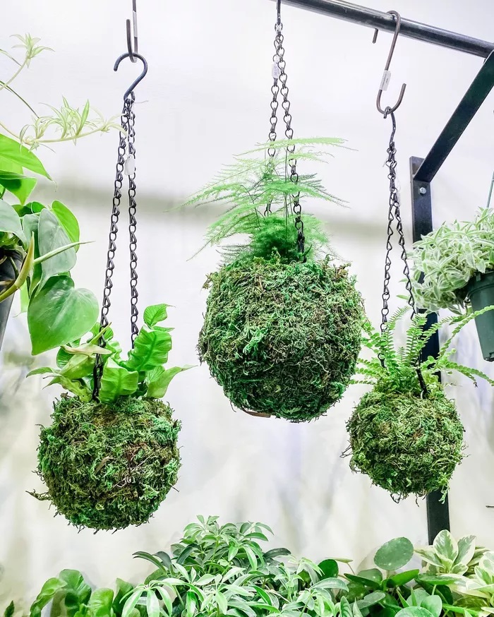 Treo một số  quả cầu rêu Kokedama  có thể là giải pháp hoàn hảo nếu bạn muốn tạo ra một bầu không khí yên bình và tĩnh lặng trong một không gian sống râm mát. Đảm bảo giữ ẩm cho chúng - độ ẩm là chìa khóa cho sự thành công của chúng.
