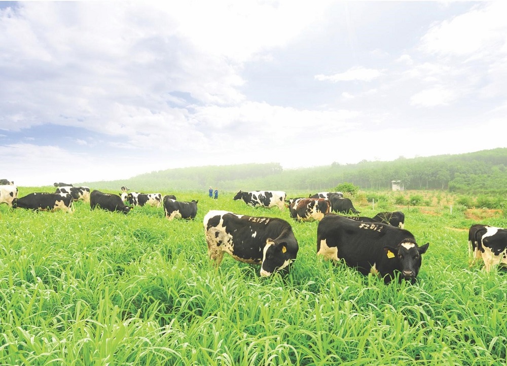 Thương hiệu sữa TH true MILK đạt tiêu chuẩn quốc tế, thúc đẩy nền nông nghiệp xanh tại Việt Nam
