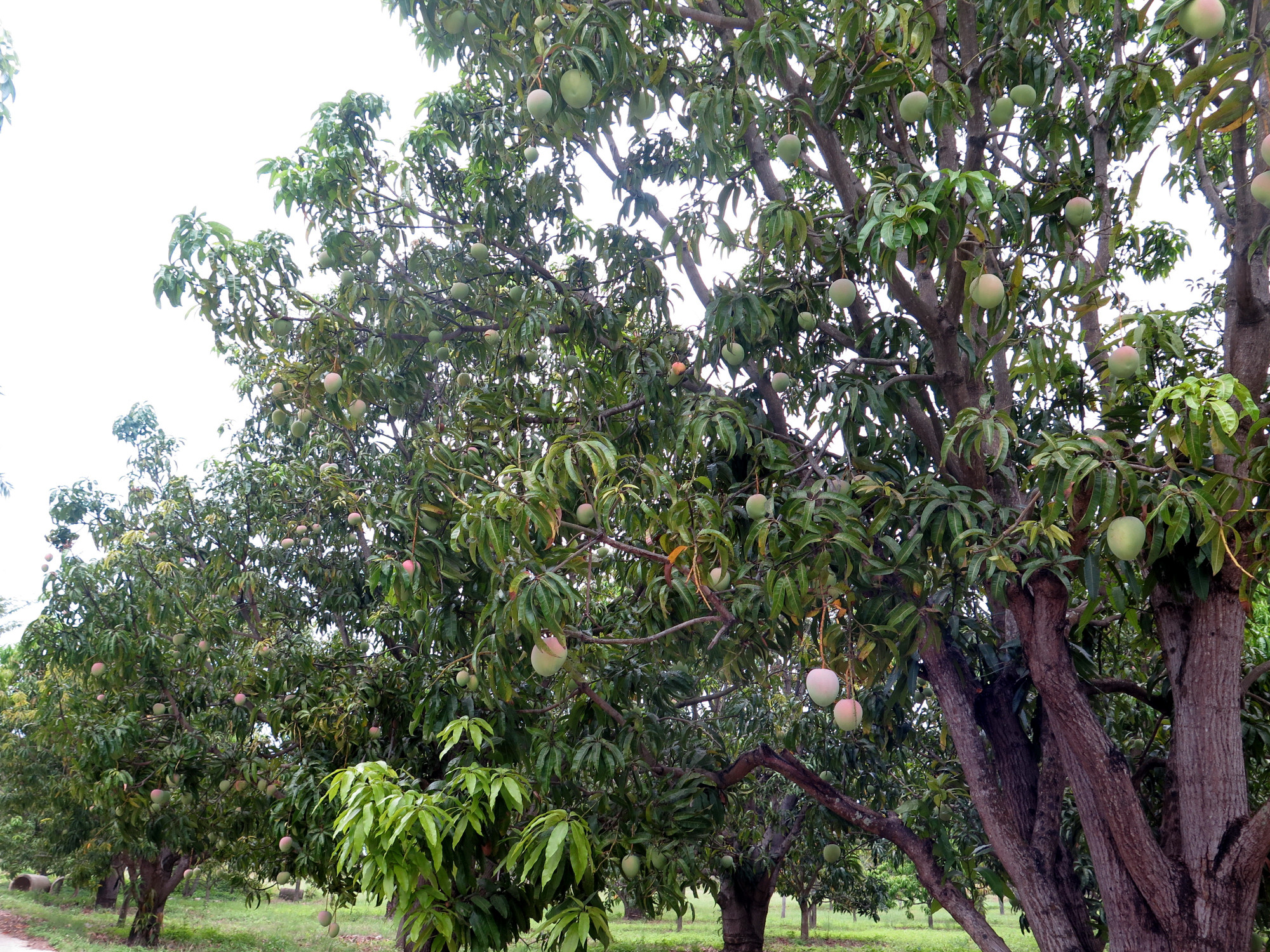 Trong thời gian qua, cây xoài là cây trồng chủ lực, mang lại thu nhập chính cho nông dân huyện Cam Lâm, tỉnh Khánh Hòa