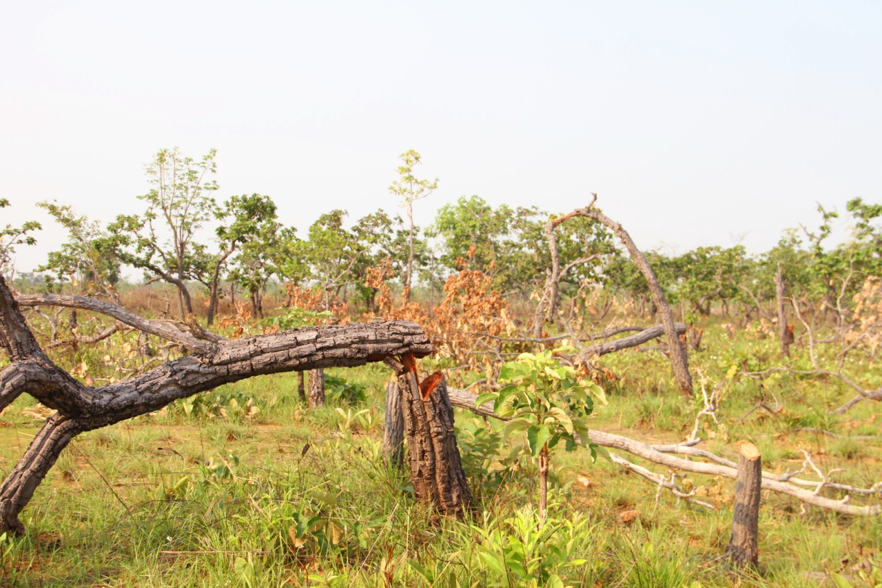 Gần 400ha rừng tại huyện Ea Súp bị phá nát