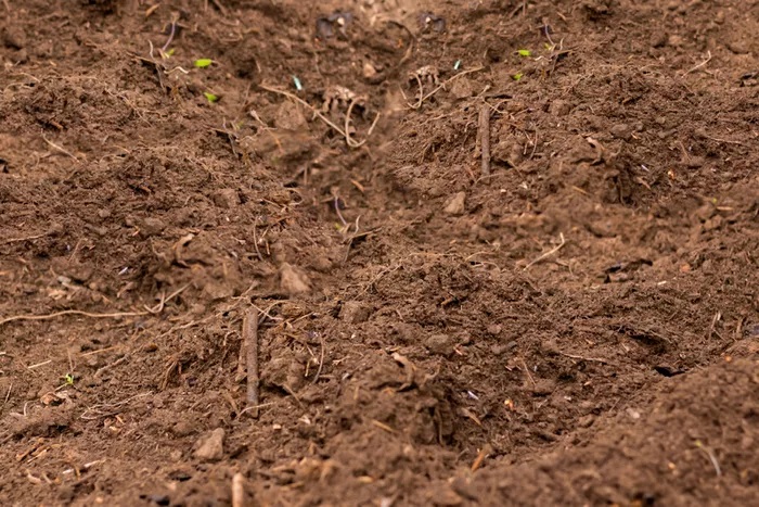  Trượt tuyết trên đất chi tiết đất  The Spruce / K. Dave Loại đất trong khu vườn của bạn rất quan trọng đối với sức khỏe của cây trồng dựa trên sự cân bằng hợp lý giữa axit và kiềm. Các chất dinh dưỡng chính là nitơ, phốt pho và kali phải có sẵn. Đất tốt cũng chứa các chất dinh dưỡng trung và vi lượng cũng như các sinh vật có ích. Giun đất luôn là một dấu hiệu tốt. Các cơ quan khuyến nông hợp tác cung cấp dịch vụ kiểm tra đất và có thể cho bạn biết nếu đất của bạn cần được cải tạo và làm thế nào để hoàn thành việc này trước khi bạn trồng. Bắt đầu với đất nghèo có nghĩa là bạn sẽ phải chống chọi với nó cả mùa.  Tránh làm đất quá sớm. Thời tiết mùa xuân ẩm ướt có thể khiến bạn khó chịu nhưng bạn phải chờ đợi để đào, cuốc hoặc xới tung khu vườn của mình cho đến khi một nắm đất vỡ vụn khi bạn nắm chặt trong tay. Làm đất ẩm ướt gây nén chặt làm cho rễ phát triển kém và cây yếu.