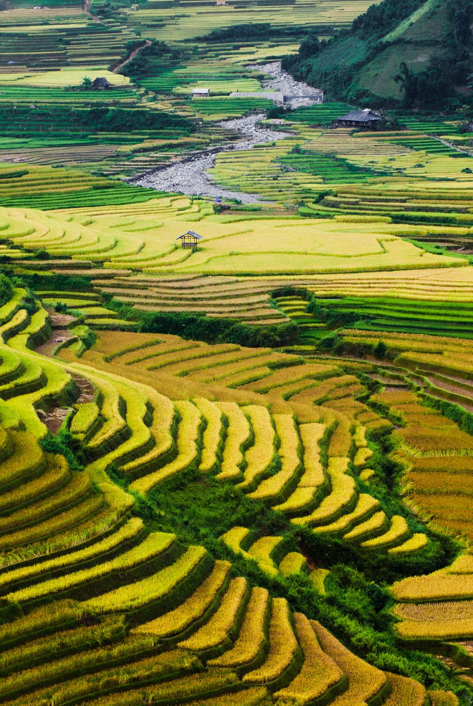 Thung lũng Tú Lệ, Việt Nam Những cánh đồng lúa chín vàng và xanh cầu vồng ở Thung lũng Tú Lệ tạo nên một vẻ đẹp mê hồn.