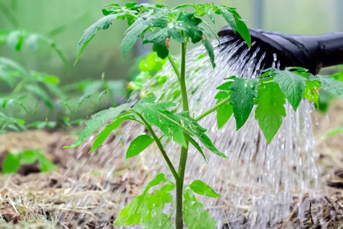 Không bảo trì tưới vườn  The Spruce / K. Dave Việc làm cỏ, cho ăn và tưới nước cần được thực hiện theo lịch trình thường xuyên, đặc biệt là tưới nước. Các loại rau khác nhau có nhu cầu tưới nước khác nhau. Ví dụ, cà chua nên được tưới ở mặt đất. Tưới nước từ trên cao có thể khuyến khích bệnh tật và cháy lá. Vòi nhỏ giọt là một lựa chọn tốt để tưới cây cà chua. Các loại rau khác như ngô, lá lốt và các loại cây lá rộng như bí có khả năng chịu tưới tốt hơn khi sử dụng hệ thống tưới phun trên cao.  Cuốc có thể là công cụ tốt nhất trong nhà kho của bạn. Cỏ dại là hiểm họa của tất cả những người làm vườn nhưng chúng cạnh tranh với rau của bạn để lấy nước và chất dinh dưỡng. Để cỏ dại lấp đầy sẽ làm nhiều cây còi cọc và giảm năng suất. Cỏ dại cũng là nơi ẩn náu cho các loài côn trùng mang mầm bệnh và ăn khu vườn của bạn.  Có một số cách để nuôi cây của bạn. Bạn có thể đầm bên trồng rau bằng phân trộn hoặc cuốc hoặc xới đất bằng phân bón thích hợp. Hãy cẩn thận để tránh quá nhiều sớm vì điều này có thể thúc đẩy sự phát triển của nhiều lá xanh và làm mất trái sau này.  Nếu không có nước thường xuyên, các chất dinh dưỡng thích hợp, nhiều ánh nắng mặt trời và không khí lưu thông, cây sẽ căng thẳng và ngừng hoạt động. Chúng chuyển sang chế độ tự bảo quản và từ chối đậu trái hoặc chỉ đơn giản là bắt hạt để đảm bảo sự truyền giống của loài của chúng.