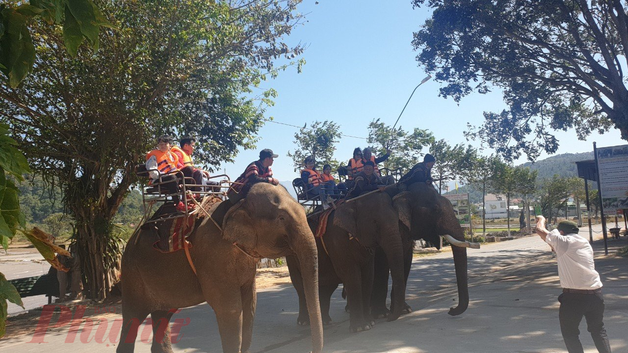Tỉnh Đắk Lắk đang nỗ lực triển khai các giải pháp tiến tới chấm dứt du lịch cưỡi voi