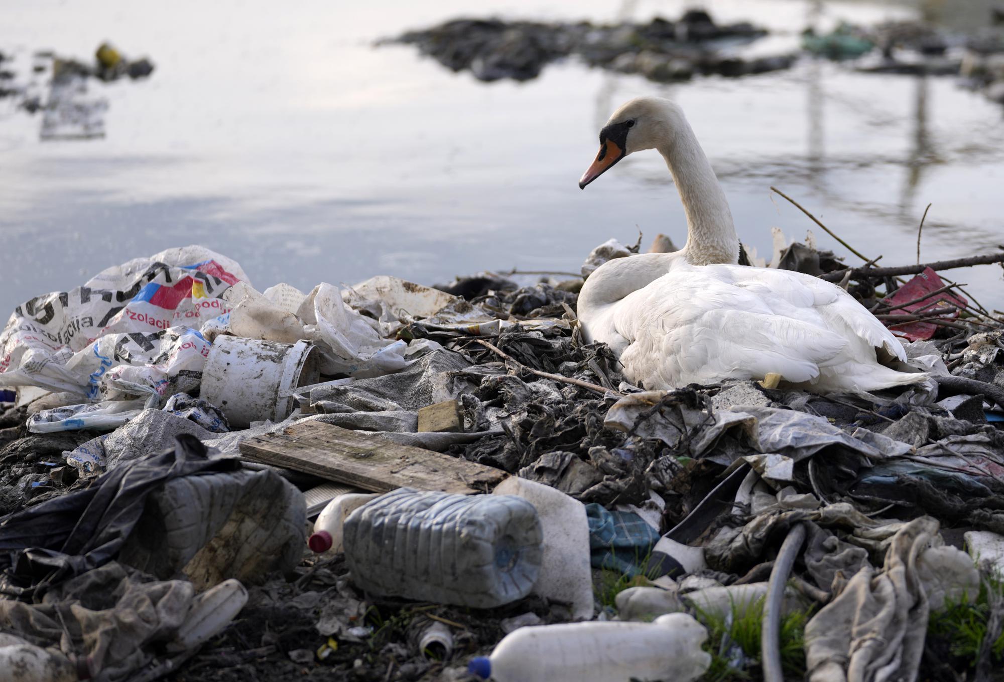 Một con thiên nga đứng giữa những chai nhựa và chất thải đổ bị đổ ra ông Danube ở Belgrade, Serbia, ngày 18/4/2022