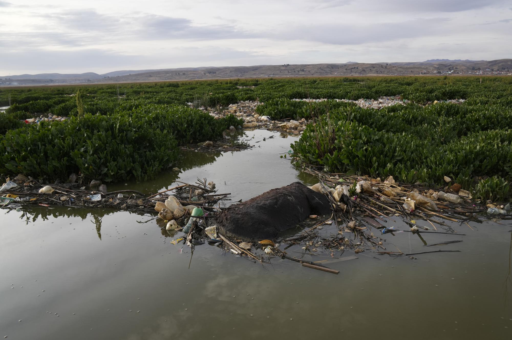 Một con lừa nằm chết giữa đống rác trôi nổi trên sông Katari chảy vào hồ Titicaca, ở Chojasivi, Bolivia, ngày 5/11/2021. Theo Juan Carlos Lopez, người đứng đầu Cơ quan Môi trường và nước ở thành phố Pucarani gần đó, nước sông gây ô nhiễm cây trồng và giết chết gia súc. 