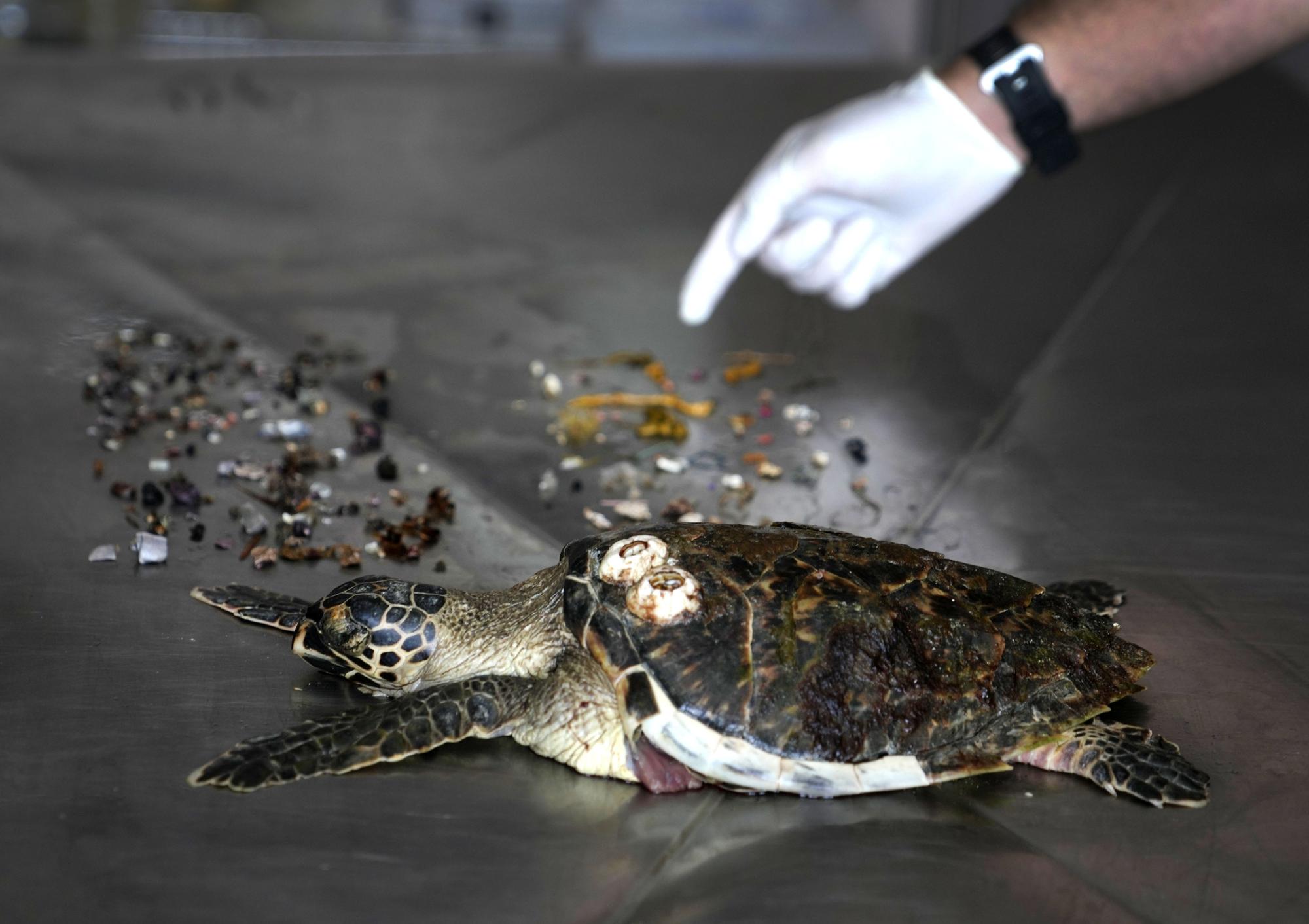 Một con rùa biển Hawksbill, được tìm thấy đã chết trên một bãi biển gần đó, và được trưng bày tại phòng thí nghiệm của Trung tâm Bảo tồn Al Hefaiyah thuộc thành phố Kalba (trên bờ biển phía đông của Các Tiểu vương quốc Ả Rập Thống nhất), sau khi khám nghiệm tử thi cho thấy nó đã nuốt nhiều rác thải, chủ yếu là vật liệu nhựa. Ảnh chụp ngày 1/2/2022s. Điều đáng kinh ngạc là 75% tổng số rùa xanh đã chết và 57% tổng số rùa biển ở Sharjah đã ăn các mảnh vụn ở biển, bao gồm cả túi nhựa, nắp chai, dây thừng và lưới đánh cá, theo một nghiên cứu mới được công bố trên tạp chí Marine Pollution Bulletin