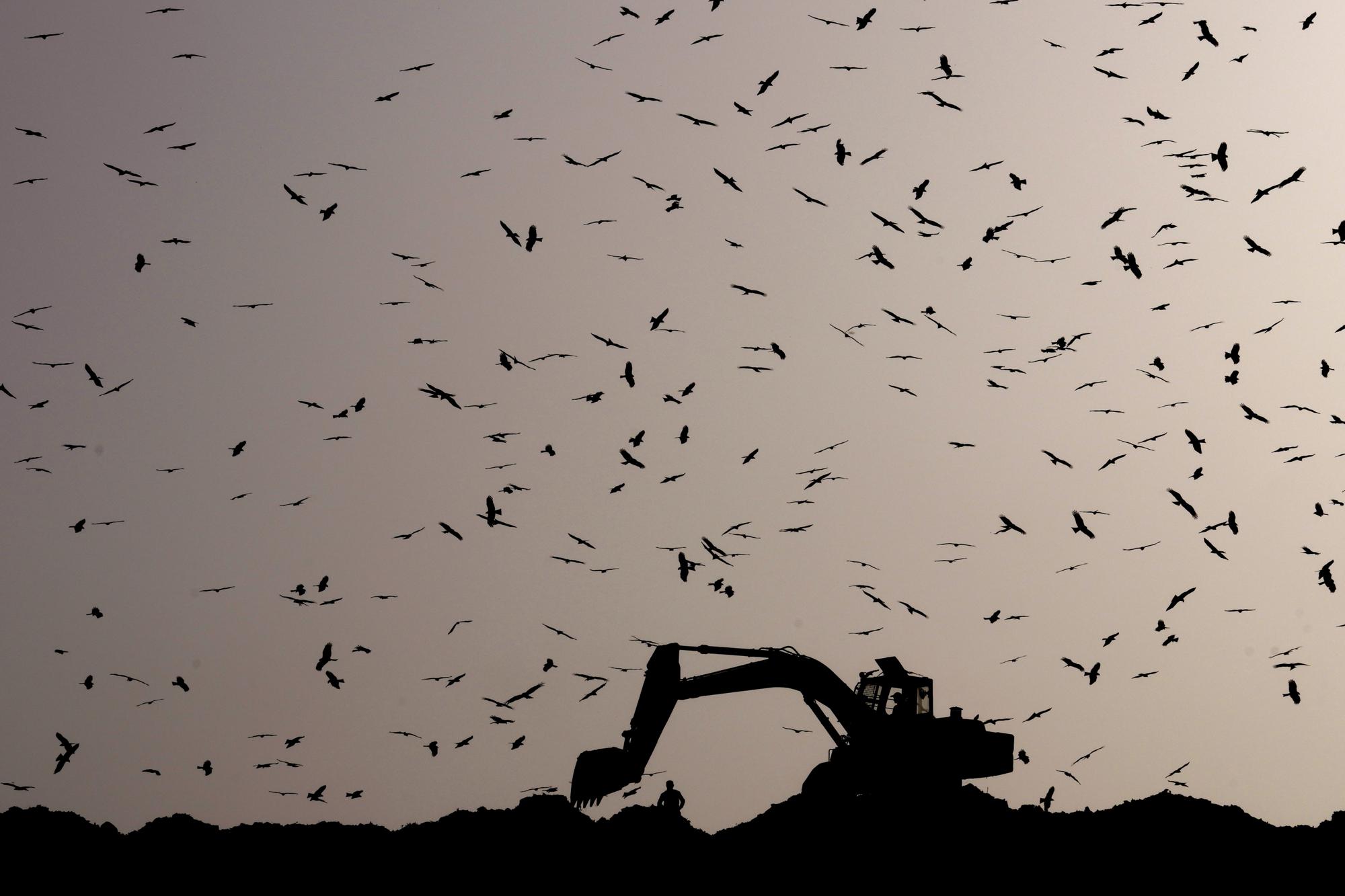  Những con chim bay tán loạn khi một chiếc xe xúc đất đang phân loại rác tại bãi rác Ghazipur ở New Delhi, Ấn Độ, ngày 28/3/2022