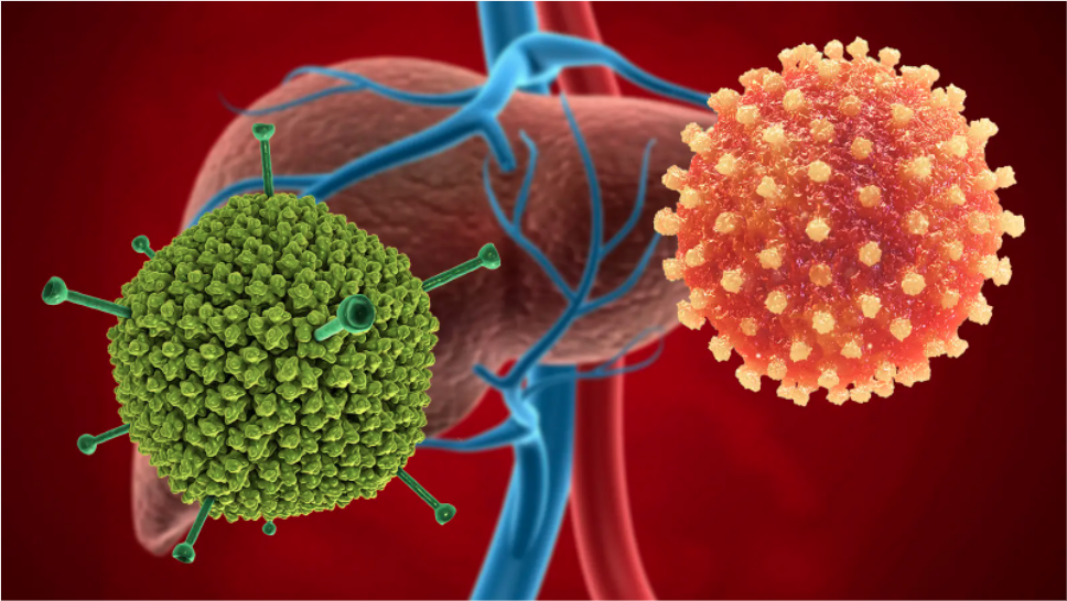 Hình minh hoạ 3D Adenovirus tấn công gan gây bệnh viêm gan cấp ở trẻ em. Anh Medpagetoday