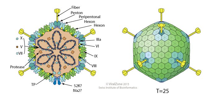 Hình ảnh tế bào Adenovirus. Ảnh Medpagetoday