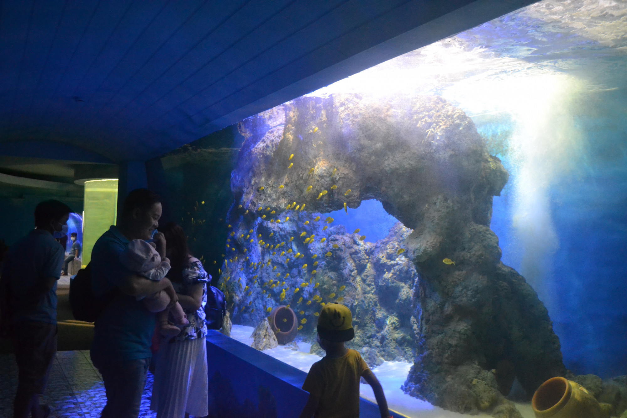Dịp này, Viện Hải dương học Nha Trang đưa vào hoạt động khu trưng bày sức sống đại dương thu hút sự quan tâm của khá đông du khách