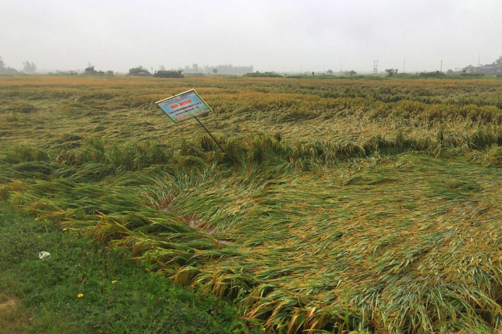 Riêng diện tích lúa giai đoạn chắc xanh, sau khi tháo cạn nước trong ruộng tiến hành dựng lúa bằng cách túm 3-5 gốc lúa lại với nhau bằng sợi ni - lông nhằm tạo điều kiện thuận lợi cho lúa vào chắc và chín.