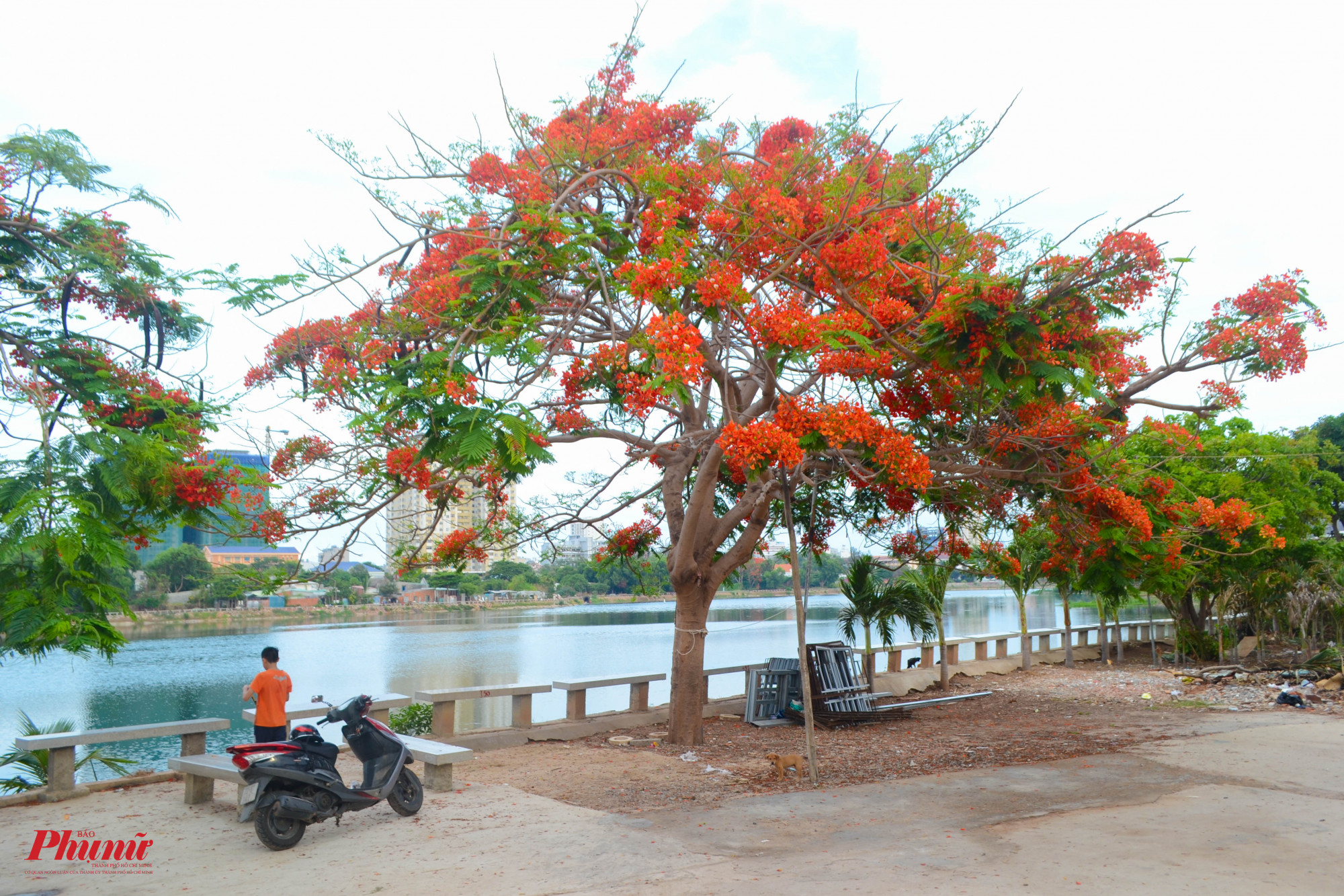 Những gốc phượng già, tán rộng và đầy bông xung quanh khu vựa hồ Bàu Sen (phường Thắng Tam, TP Vũng Tàu)