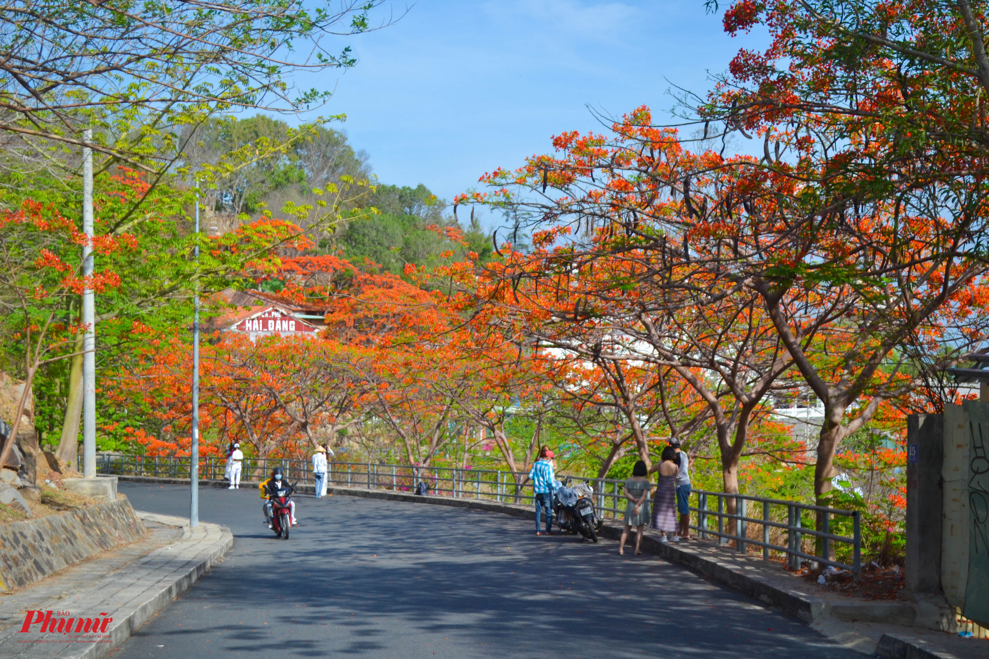 Cung đường lên ngọn Hải đăng (núi nhỏ, TP Vũng Tàu) được nhuộm đỏ màu phượng vĩ