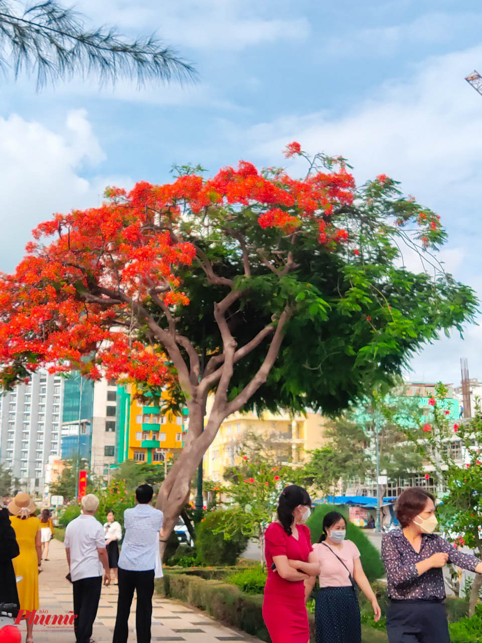Cây phượng tại đường Thùy Vân, Thành phố Vũng Tàu với ngoại hình có một không hai: nửa xanh ngắt màu lá, nửa đỏ rực màu hoa đang thu hút rất đông người dân và du khách tới chiêm ngưỡng, chụp ảnh.