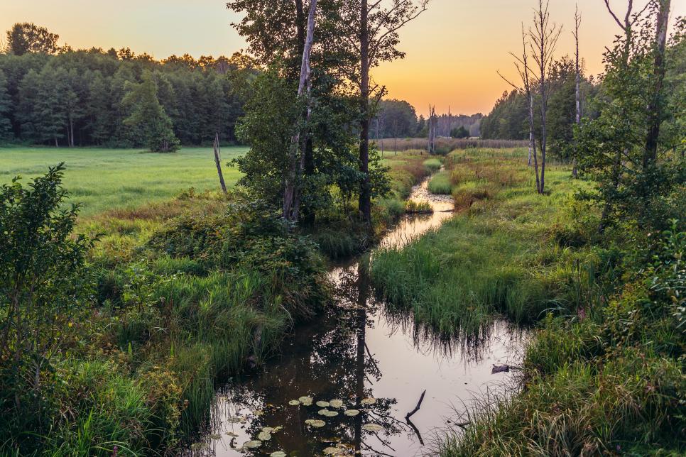 Vườn quốc gia rừng Bialowieza, Ba Lan Công viên Quốc gia Rừng Bialowieza ở vùng Podlasie của Ba Lan là một trong những Địa điểm Yên tĩnh mà tổ chức hy vọng sẽ giúp thúc đẩy du lịch sinh thái cho khu vực này. Khu rừng chứa đựng những tàn tích còn sót lại của những cánh rừng nguyên sinh và biểu tượng của công viên là chú bò rừng châu Âu hùng vĩ được mang về sau khi gần tuyệt chủng sau khi bị săn bắt trộm quá mức trước Thế chiến thứ nhất.