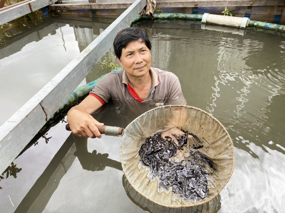 Ông Bảy Bon chăm nom bầy cá chốt chuột nhằm bảo tồn loài quý hiếm tại miền Tây Nam bộ