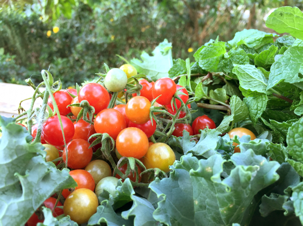 Rau quả chúng tôi thu hoạch được ở vườn của bạn