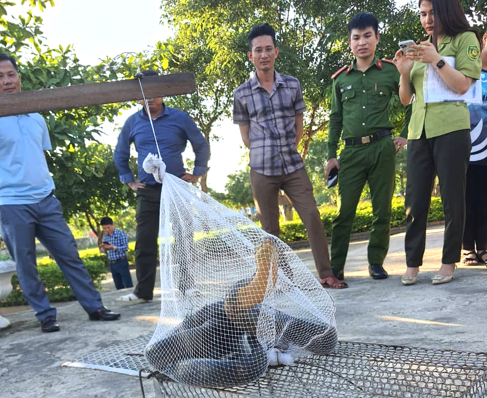 Con rắn được bàn giao cho Vườn Quốc gia Vũ Quang chăm sóc