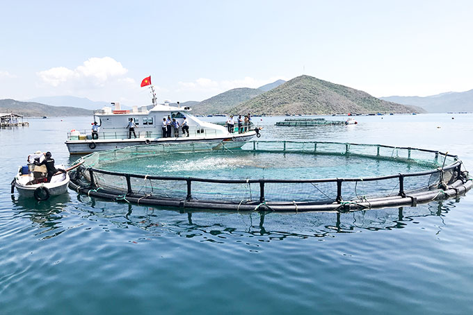 Một góc trang trại nuôi biển của Viện Nghiên cứu nuôi trồng thủy sản I tại Vịnh Vân Phong - Ảnh Hải Lăng/