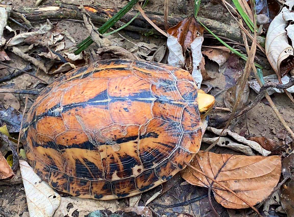 Cá thể rùa hộp trán vàng quý hiếm nằm trong sách đỏ Việt Nam được thả về môi trường tự nhiên