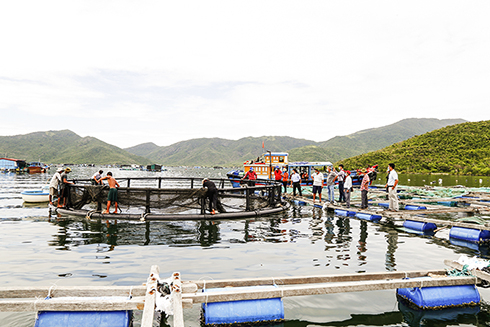 Lồng bè nuôi trồng thủy sản tại vùng biển xã Vạn Thạnh, huyện Vạn Ninh - Ảnh: Báo Khánh Hòa điện tử