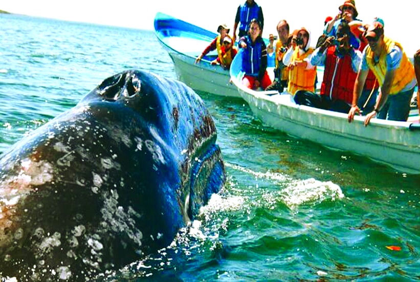 Ngắm cá voi ở Mirissa