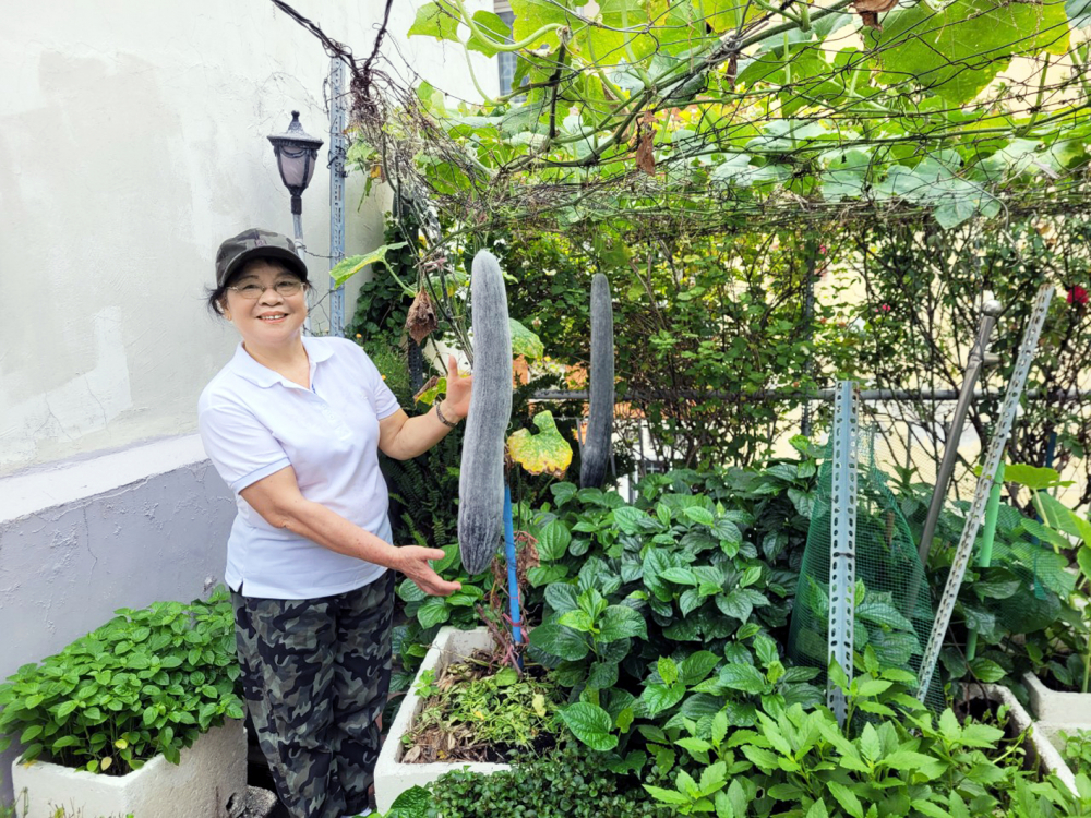 Bà Tống Thị Hồng và những trái bí dài nửa mét trồng từ thùng xốp trên sân thượng