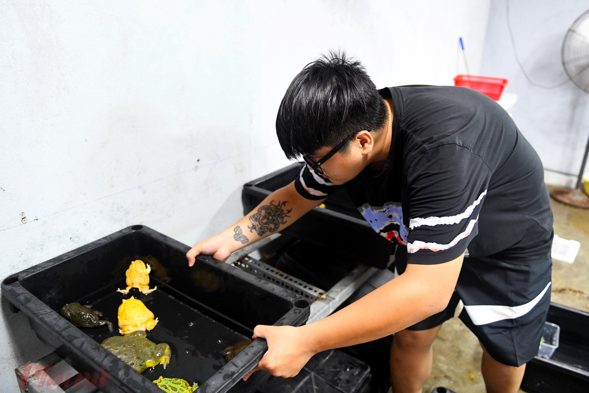 Phong trào nuôi ếch cảnh làm thú cưng đang phát triển trong khoảng thời gian gần đây tại TPHCM. Huỳnh Anh Khoa (26 tuổi) hiện đang sở hữu khoảng 200 con ếch cảnh, trong đó có hơn 10 con trưởng thành có giá trị lớn.