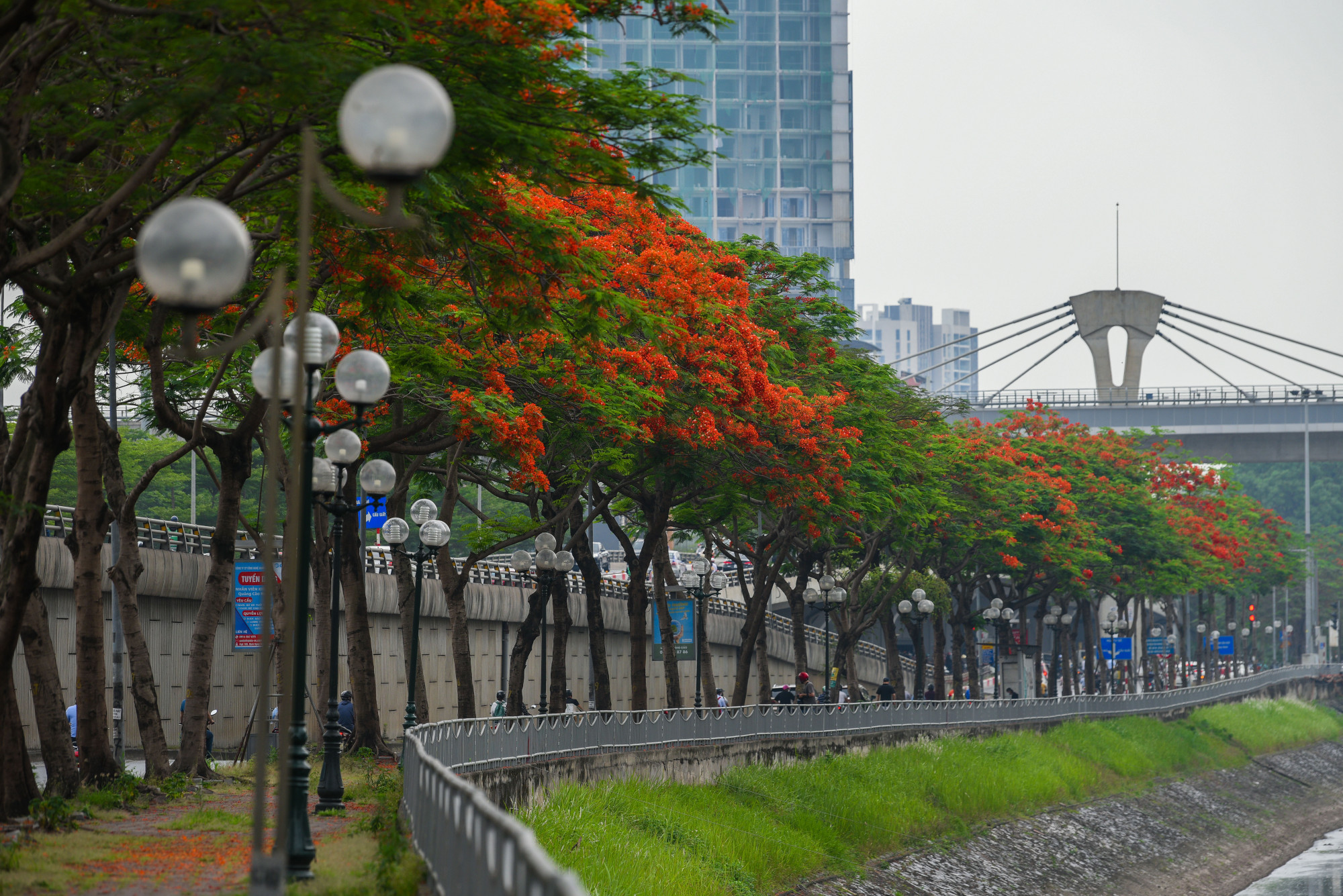Màu đỏ rực rỡ bao phủ 2 bên bờ sông Tô Lịch tạ nên một vẻ đẹp rất cuốn hút.