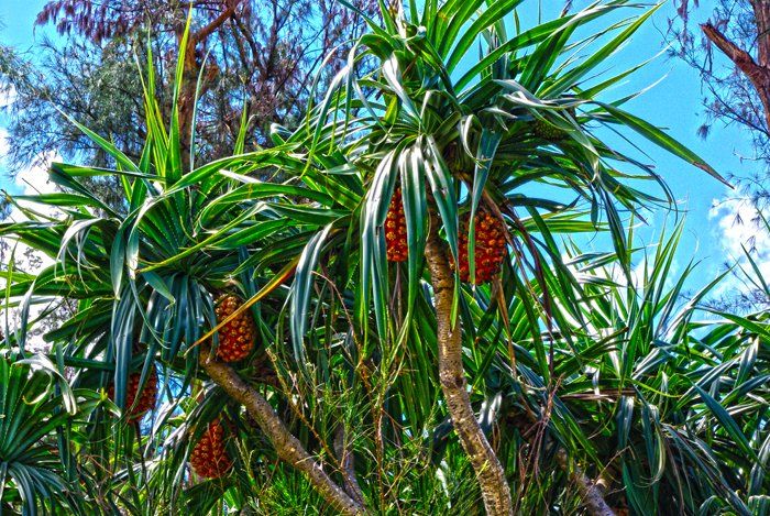 Cọ Pandanus - Ảnh: Hiyo/Pinterest