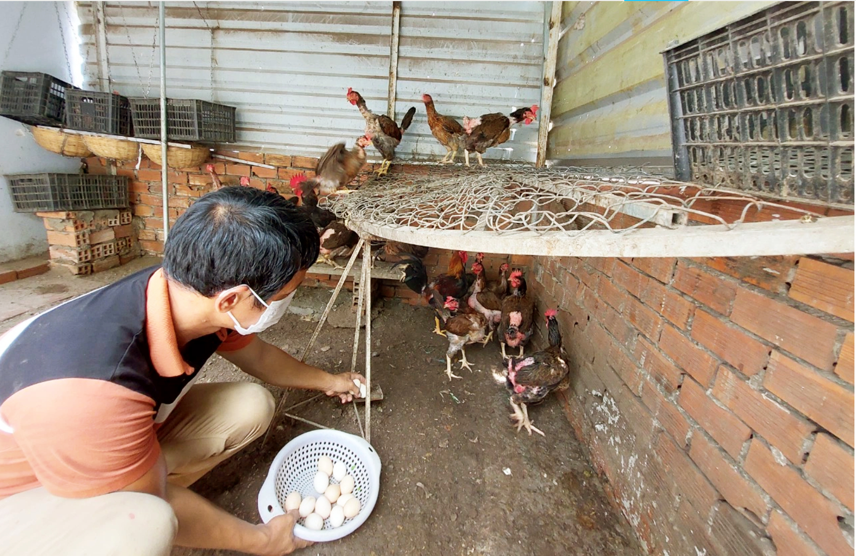 Một người dân chia sẻ trên Facebook cá nhân mô hình nuôi gà trên sân thượng ở khu vực nội thành TP.HCM