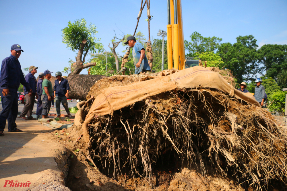 Ông Đặng Ngọc Quý, phó giám đốc Trung tâm Công viên cây xanh Huế, cho biết lực lượng của công viên đang tiến hành di dời 'cụ' cây cổ thụ hơn 150 tuổi đến nơi khác.Việc di dời 'cụ' cây này được lên phương án từ trước Tết Nguyên đán 2022 nhưng do nhiều điều kiện khách quan nên phải đến tận bây giờ mới thực hiện được. Vì lý do an toàn nên Trung tâm Công viên cây xanh Huế đã phải cắt cụt phần ngọn, cành của 'cụ' hướng ra phía đường. 'Cụ' cây nằm trơ trọi ở khu vực này đã nhiều năm nay.