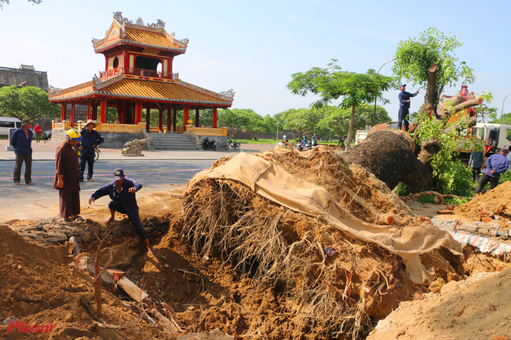 Theo những chuyên gia nghiên cứu trong lĩnh vực cây xanh, đây là một trong những cây xà cừ thuộc diện lâu đời hiện còn lại ở Huế