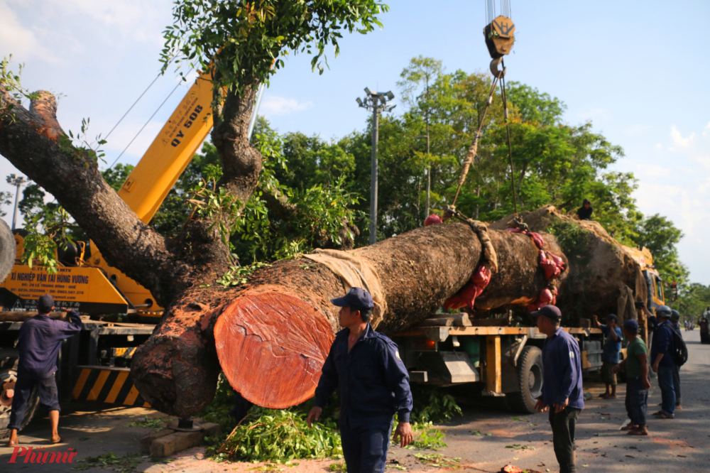 Cây xà cừ này sẽ được đưa đến đến Công viên Phú Xuân 2 dọc bờ sông Hương.