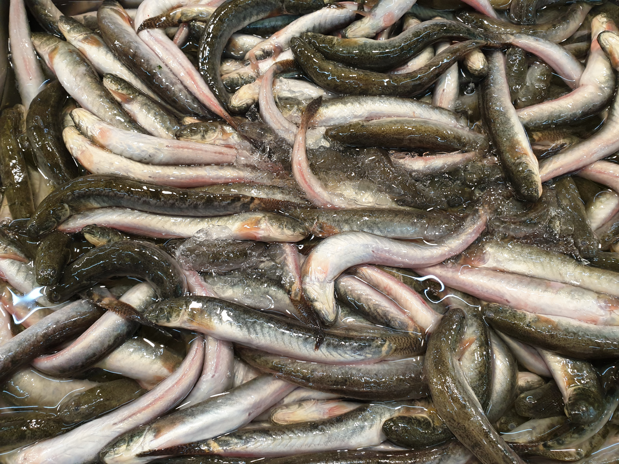 Giá cá kèo bán lẻ tại nhiều chợ hiện cao gấp đôi cá tầm và ngang ngửa với giá cá hồi nhập khẩu - Ảnh minh họa
