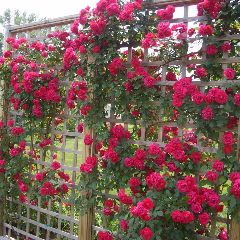Trellis Wall Nếu bạn đang muốn trồng hoa hồng , hãy thêm giàn cho bức tường hoa dễ dàng. Hoa hồng leo có nhiều màu sắc rực rỡ và sẽ thu hút rất nhiều ong và bướm đến sân của bạn.
