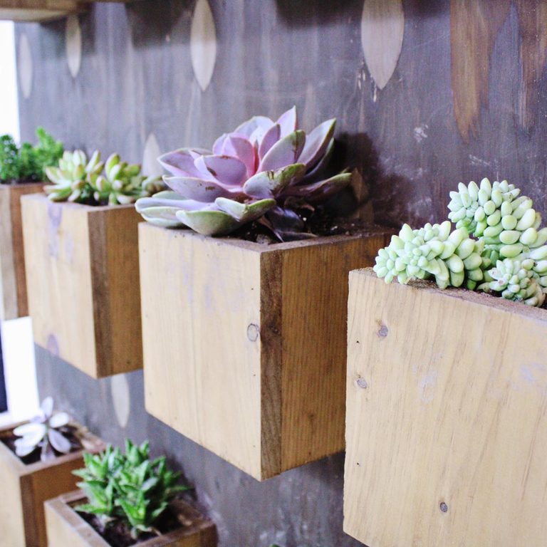 Sunroom Succulent Wall Bức tường sinh hoạt này được tạo ra trong một phòng tắm nắng bằng một tấm ván ép và những chiếc hộp làm từ gỗ thông. Sử dụng các hộp để trồng hoa, cây xương rồng hoặc các loại thảo mộc. Nhận hướng dẫn cho dự án tại East Coast Creative .