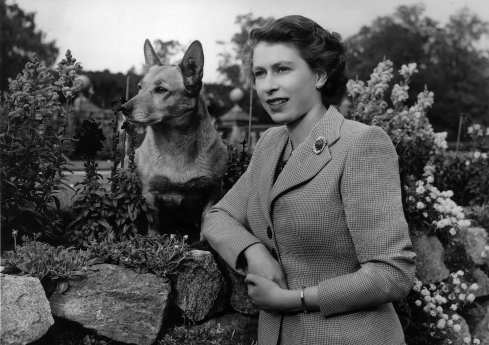 Nữ hoàng tại lâu đài Balmoral ở Scotland với một trong những chú chó của bà vào tháng 9/1952