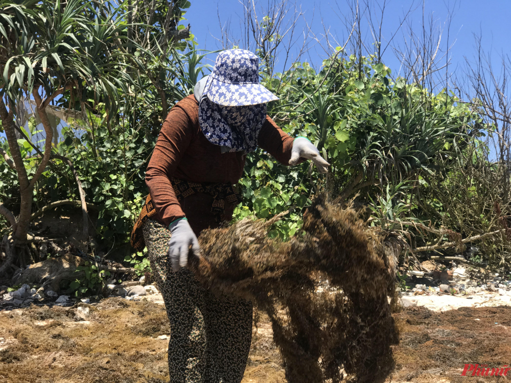 Hái rong mơ không những giải quyết công ăn việc làm, tăng thu nhập mà còn chống ô nhiễm môi trường