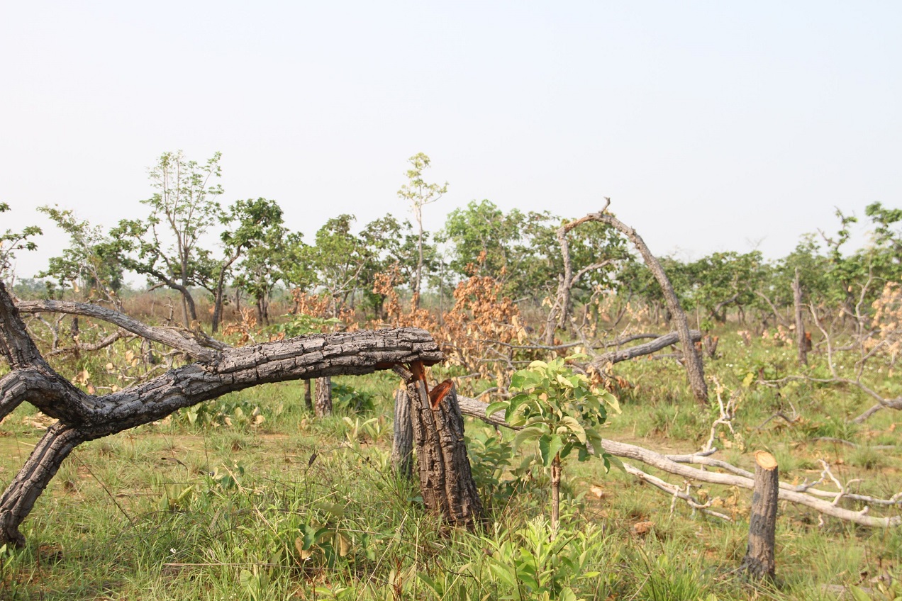 Hiện trường vụ phá rừng tại xã Ya Tờ Mốt