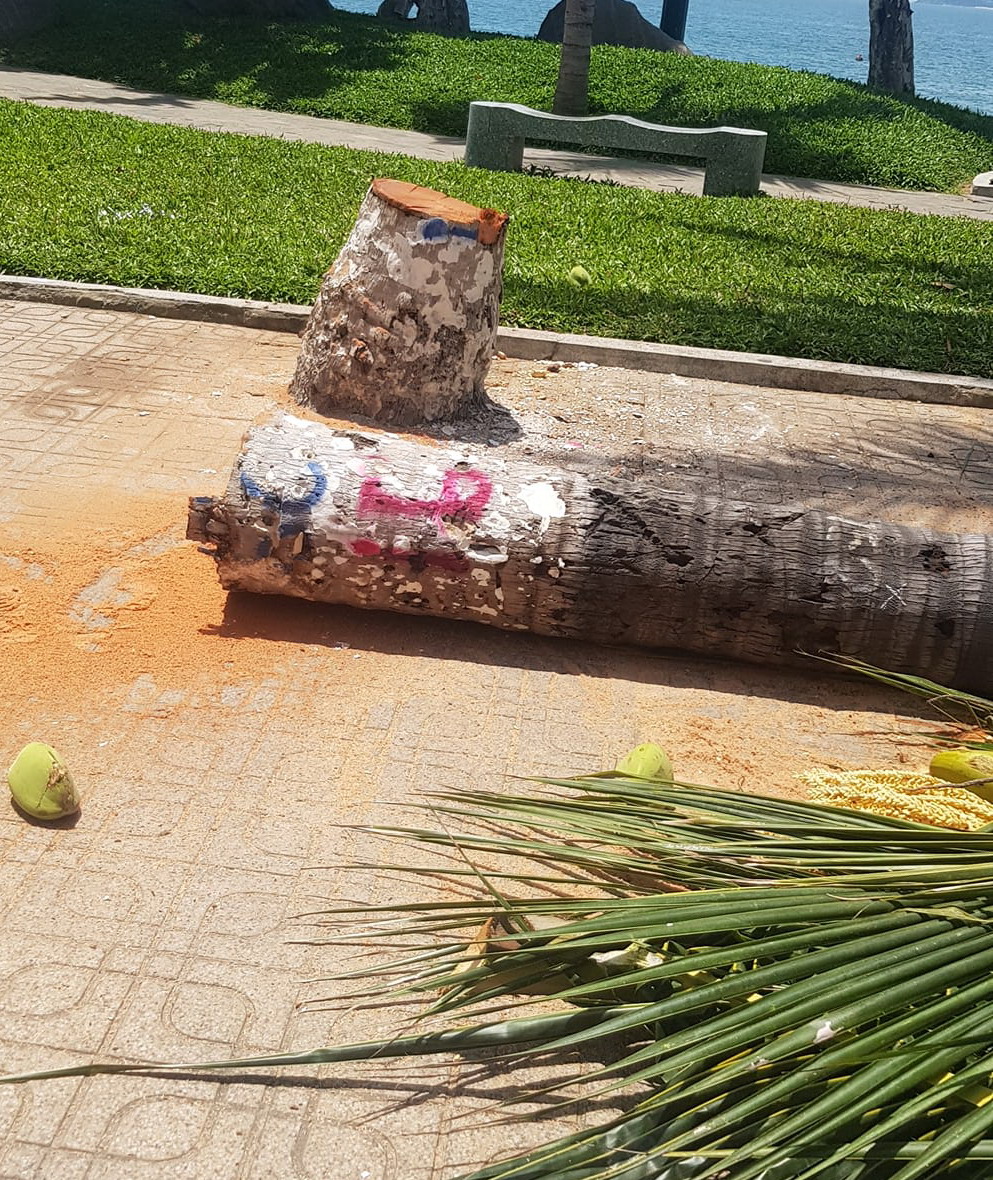 Chính quyền TP. Nha Trang cho biết chặt hạ hàng dừa để chỉnh trang vỉa hè và đảm bảo an toàn cho người dân