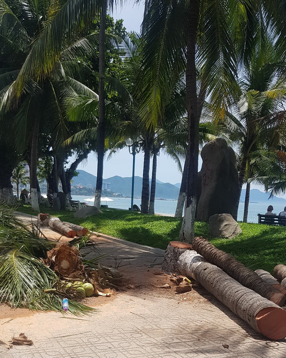 Người dân tiếc nuối khi hàng dừa lâu năm ở đường biển Trần Phú bị chặt hạ