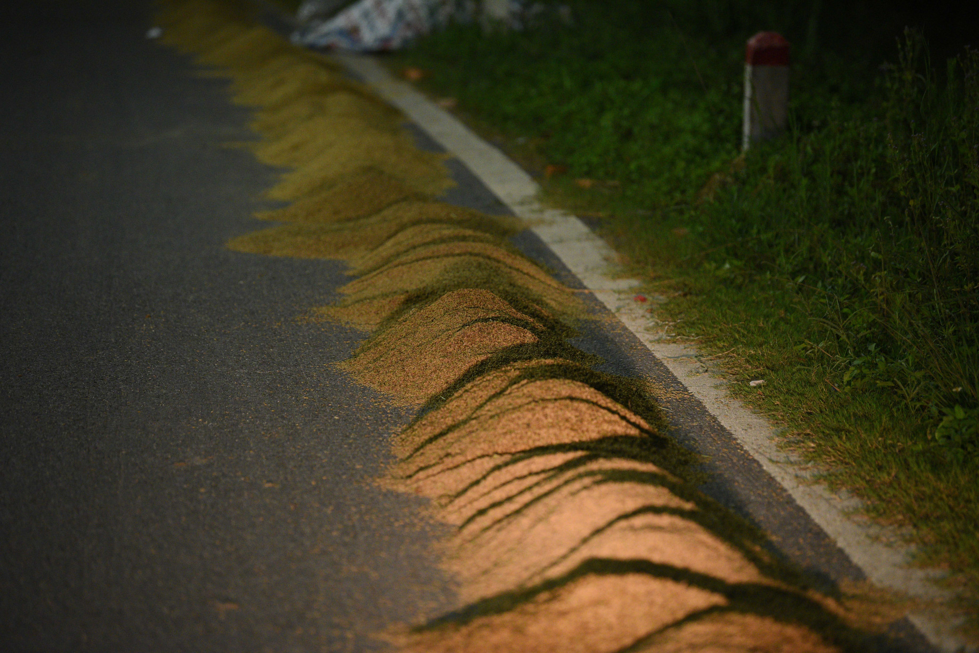 Tại tuyến đường, nhiều điểm lúa chỉ được thu gọn, không được che đậy.