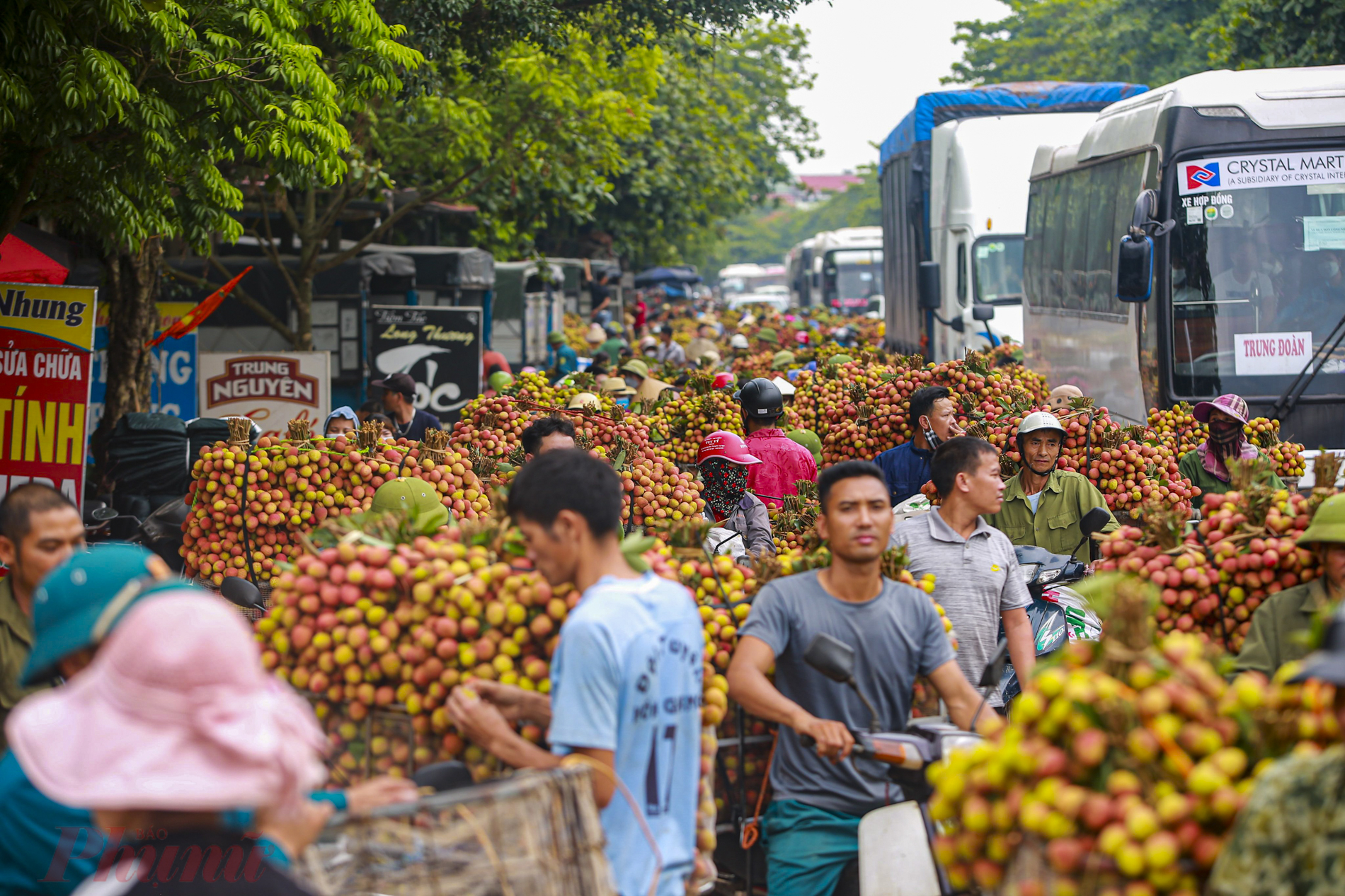 Ngay từ sáng sớm, hàng đoàn xe thồ chất đầy trái vải, mỗi xe chở tới 150-170 kg hướng đến các địa điểm thu mua vải lớn tại huyện Lục Ngạn tại dọc trục đường phố Kim để được cân vải.