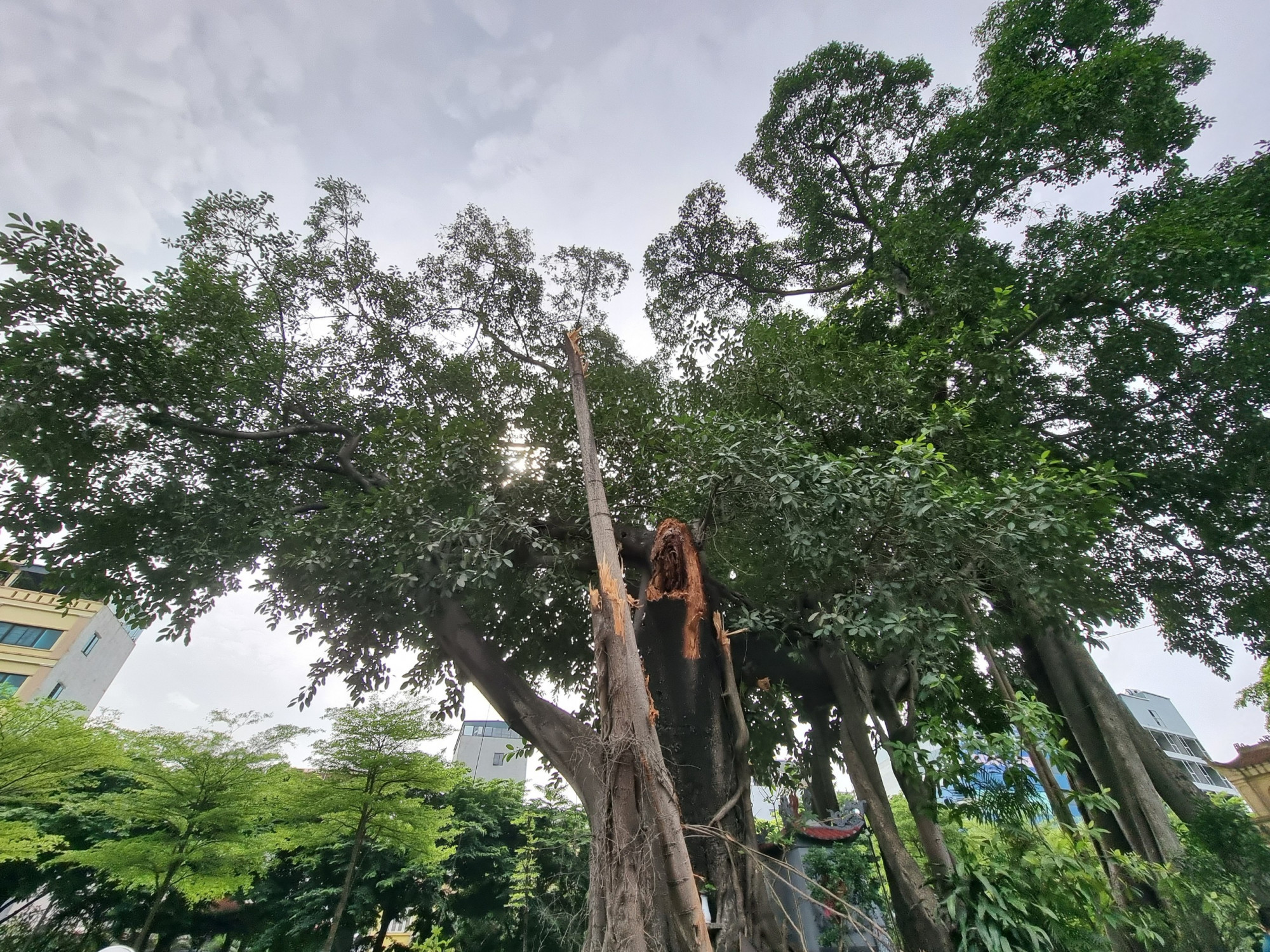 Được biêt, Trên tuyến đường này, đoạn qua cổng làng Trung Nha (Cầu Giấy) có một cây đa cao hơn 20m, tán rộng hơn 100m2, nằm án ngữ. Cơ quan chức năng đã xác định giữ lại cây đa cổ thụ này khi làm đường.