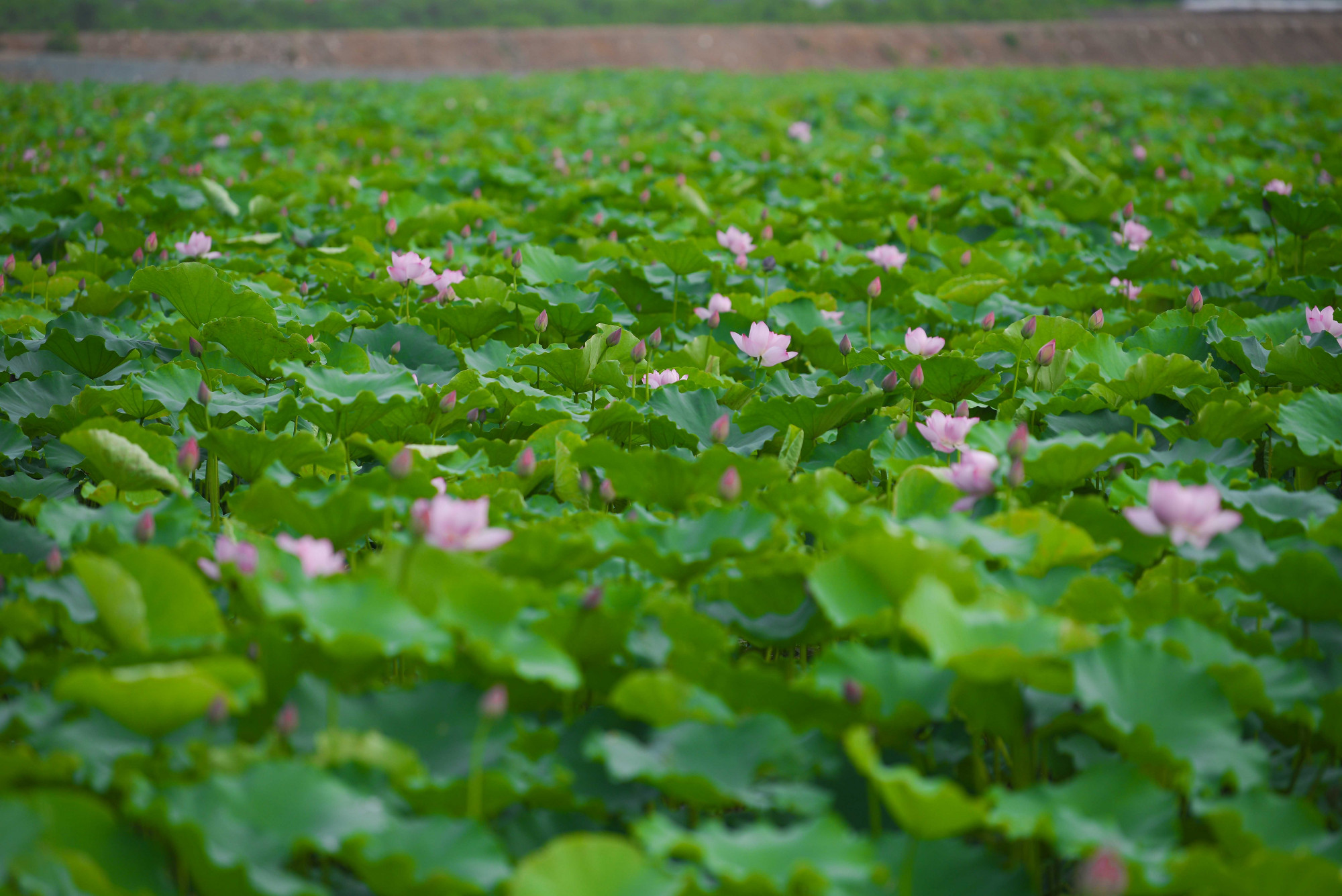 Hàng ngàn bông sen hồng nở rực rỡ, tạo cảnh quan đẹp cho vùng quê An Phú (huyện Mỹ Đức, Hà Nội).