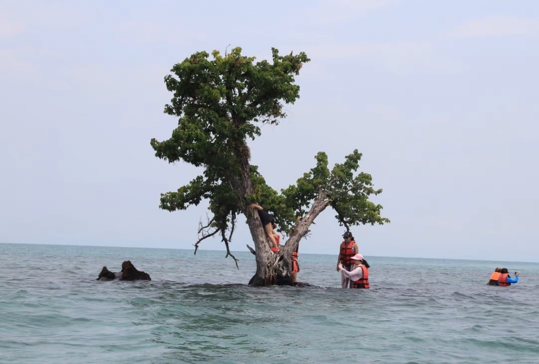 Hòn đảo với duy nhất một cái cây trở thành điểm check-in nổi tiếng của du khách
