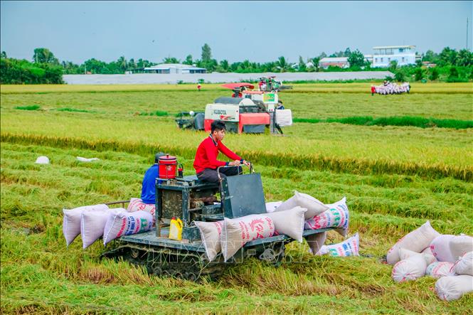 Thủ tướng yêu cầu các cơ quan nghiên cứu, xây dựng đề án sản xuất bền vững 1 triệu ha chuyên canh lúa chất lượng cao vùng ĐBSCL - Ảnh minh họa