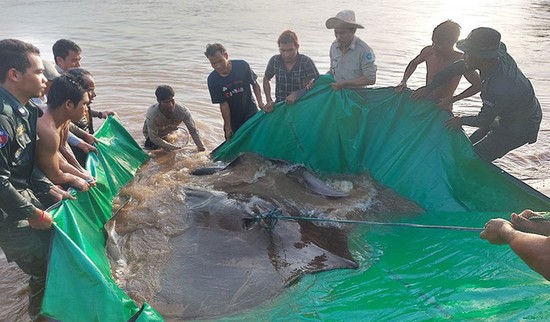 Con cá này dài gần 4m từ mõm đến đuôi và nặng gần 300kg. 